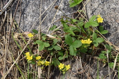 Potentilla freyniana