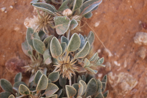 Image of Dicoma schinzii by (c) Ricus Nel, some rights reserved (CC BY)