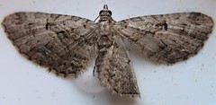 Eupithecia pusillata
