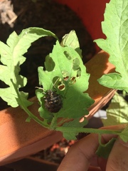 Antiteuchus mixtus