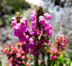 Erica nervata
