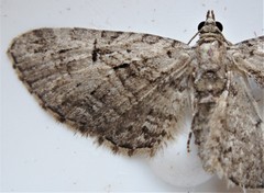 Eupithecia pusillata