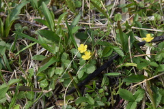 Potentilla freyniana