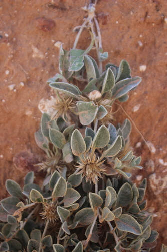 Image of Dicoma schinzii by (c) Ricus Nel, some rights reserved (CC BY)