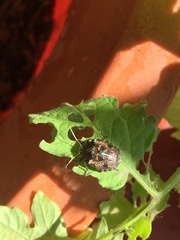 Antiteuchus mixtus