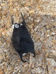 Rostroraja eglanteria