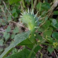 Cyclanthera brachystachya