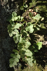 Polypodium saximontanum
