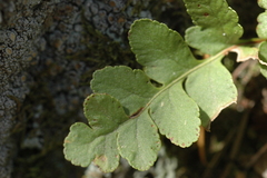 Polypodium saximontanum
