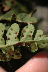 Polypodium saximontanum