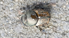 Palaeonthophagus