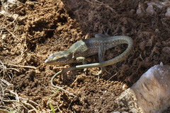 Anatololacerta pelasgiana