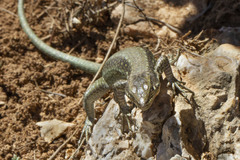 Anatololacerta pelasgiana