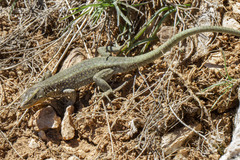 Anatololacerta pelasgiana