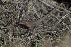 Anatololacerta pelasgiana