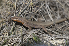 Anatololacerta pelasgiana