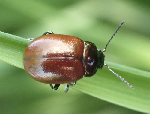 Knotgrass leaf beetle, Lexmond, Lexmond, South Holland, NL, photo 7 of 10