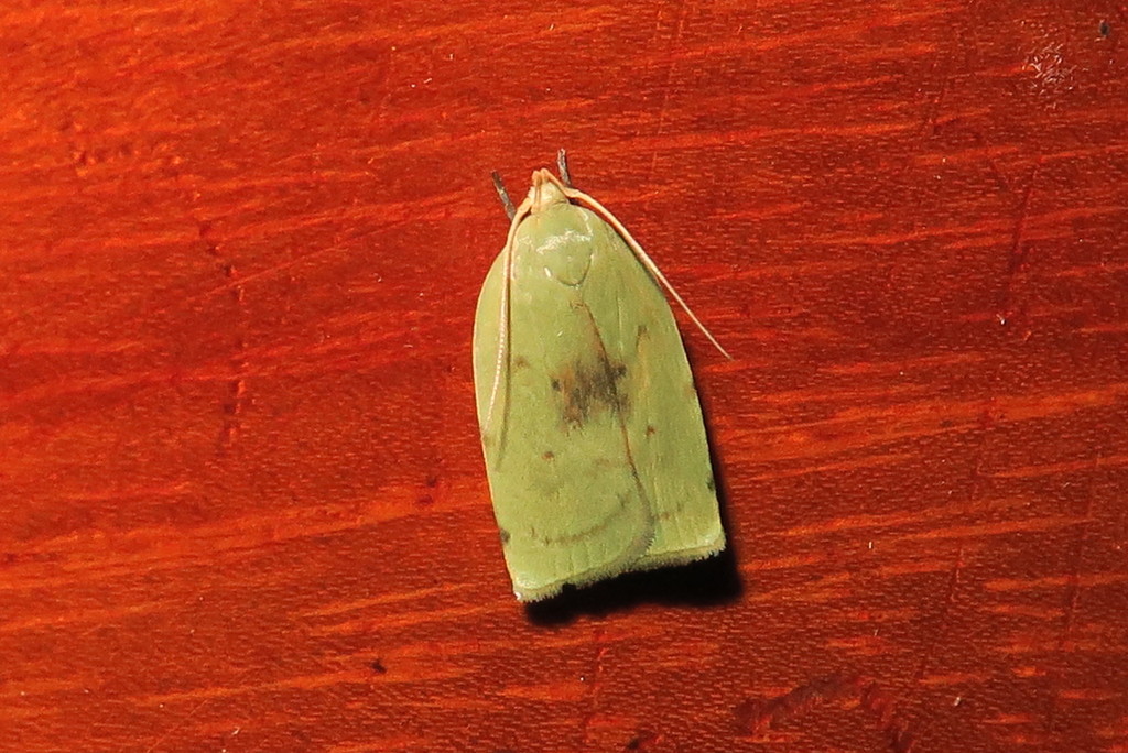 Stenoma byssina