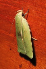 Stenoma byssina