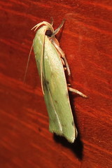 Stenoma byssina