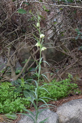 Fritillaria thunbergii