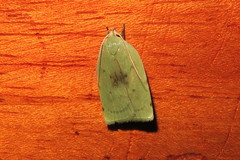 Stenoma byssina
