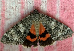 Catocala semirelicta