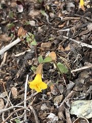 Erythranthe serpentinicola