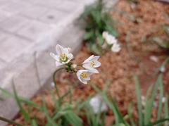 Nothoscordum gracile