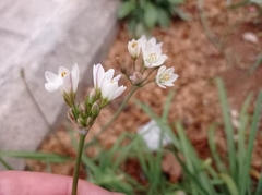 Nothoscordum gracile