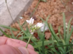 Nothoscordum gracile