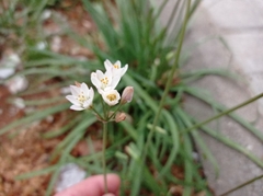 Nothoscordum gracile