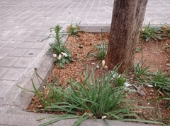 Nothoscordum gracile