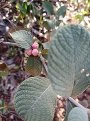 Sabicea brasiliensis