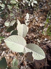 Sabicea brasiliensis