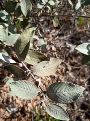 Sabicea brasiliensis