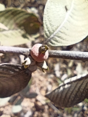 Sabicea brasiliensis