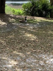 Branta canadensis