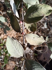 Sabicea brasiliensis