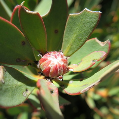 Protea venusta