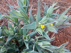 Lithospermum californicum
