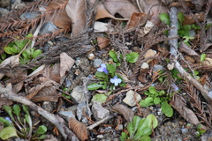 Mazus miquelii