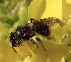 Andrena minutula
