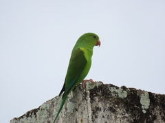 Plain Parakeet photo 4