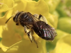 Andrena minutula