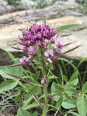 Polanisia dodecandra riograndensis