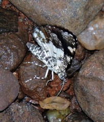 Heterusia