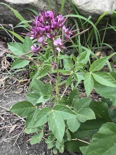 Polanisia dodecandra ssp. riograndensis