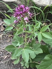 Polanisia dodecandra riograndensis