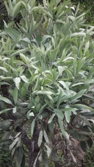 Cussonia paniculata paniculata